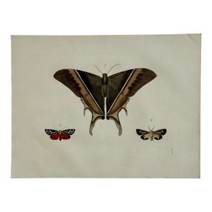 Hawk Moths Original Engraving by Dru Drury, 1837