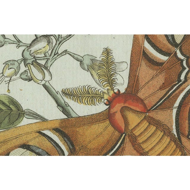 Bertuch, An Atlas Moth, 1800, Engraving For Sale - Image 4 of 9