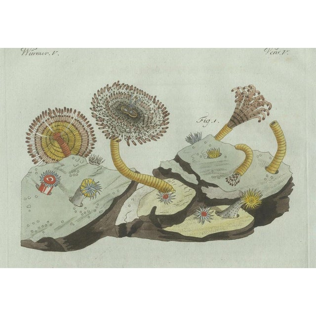 Paper Bertuch, Marine Worms and Polyps, 1805, Engraving For Sale - Image 7 of 9