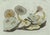 Paper Bertuch, Marine Worms and Polyps, 1805, Engraving For Sale - Image 7 of 9