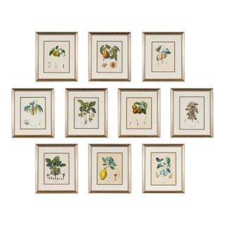 Ten Hand-Colored Color Stipple Engravings From Traite Des Arbres Fruitiers For Sale