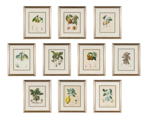 Ten Hand-Colored Color Stipple Engravings From Traite Des Arbres Fruitiers