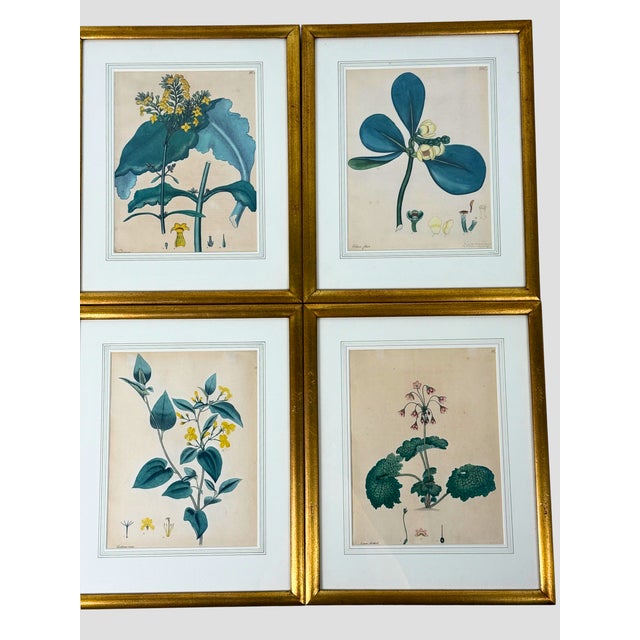 Set of 6 Antique 1797-1803 Henry Andrews Hand-Colored Botanical Engravings For Sale - Image 4 of 11