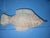 1960s Vintage Terracotta Clay Fish Hanging Sculpture Figure For Sale - Image 5 of 8