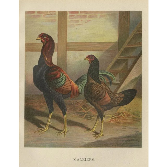 Late 19th Century Förster, Malay Chickens, Lithograph, 1888 For Sale - Image 5 of 5