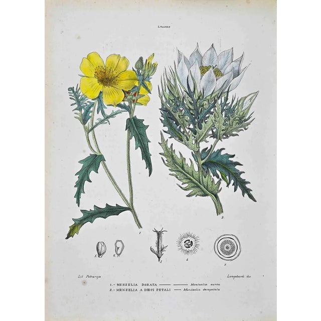 Vincenzo Tenore, The Loasee, Lithograph, 1870s For Sale