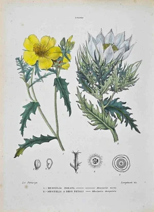 Vincenzo Tenore, The Loasee, Lithograph, 1870s
