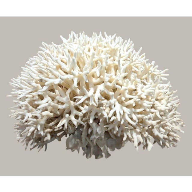 Large Natural White Branching Coral Reef Specimen Striking natural coral skeleton featuring an exceptionally dense network...
