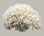 Large Natural White Branching Coral Reef Specimen Striking natural coral skeleton featuring an exceptionally dense network...