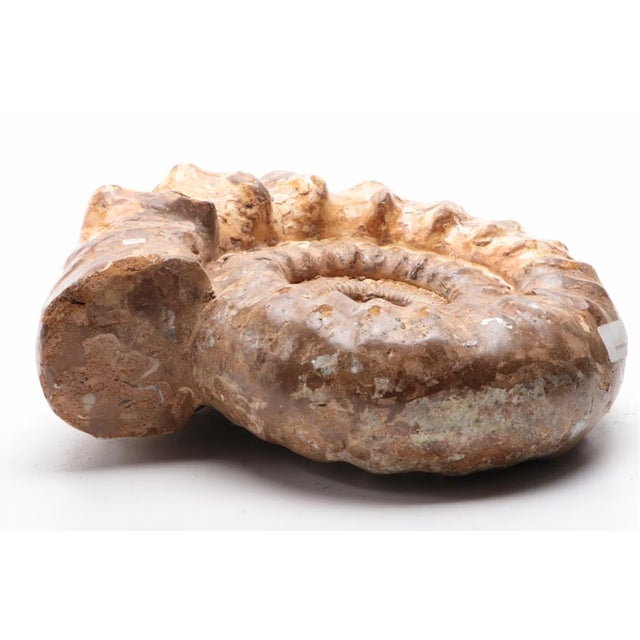 Contemporary Large Ammonite Fossil Unique Accent For Sale - Image 3 of 16
