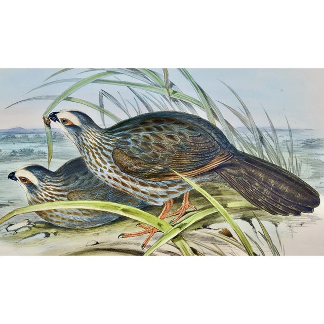 This is a 19th century hand-colored folio-sized lithograph entitled "Dendrortyx Leucophrys" (White Eye-browed Partridges)...
