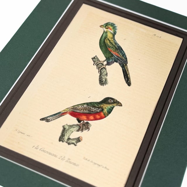 English 1833 Buffon Oiseaux Hand-Colored Lithograph | Collected Antique Ornithology For Sale - Image 3 of 3