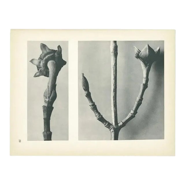 1928 Karl Blossfeldt Original Period Photogravure N20 of Cornus Nuttallii For Sale