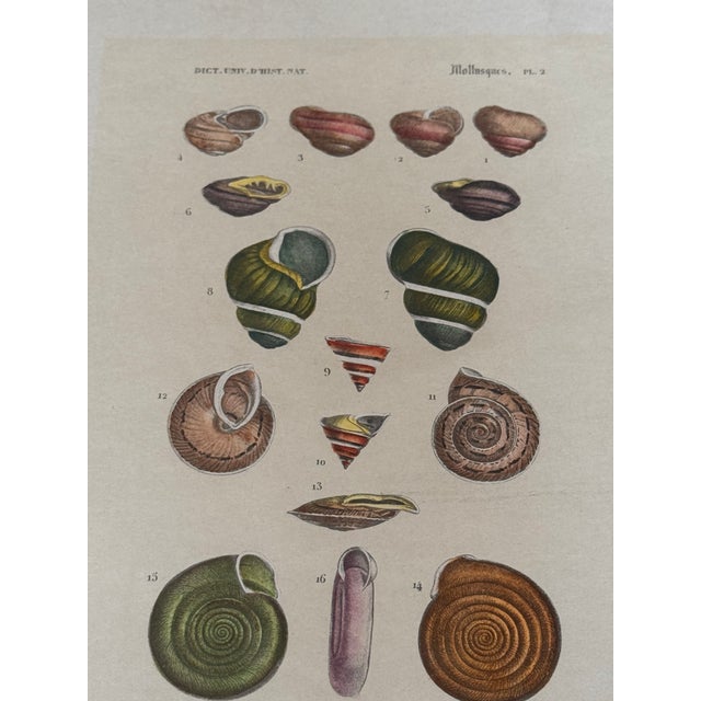Set of three colorful natural history mollusk prints labeled “Mollusques” and “Gastéropodes” (Plates 1–2 shown), after...