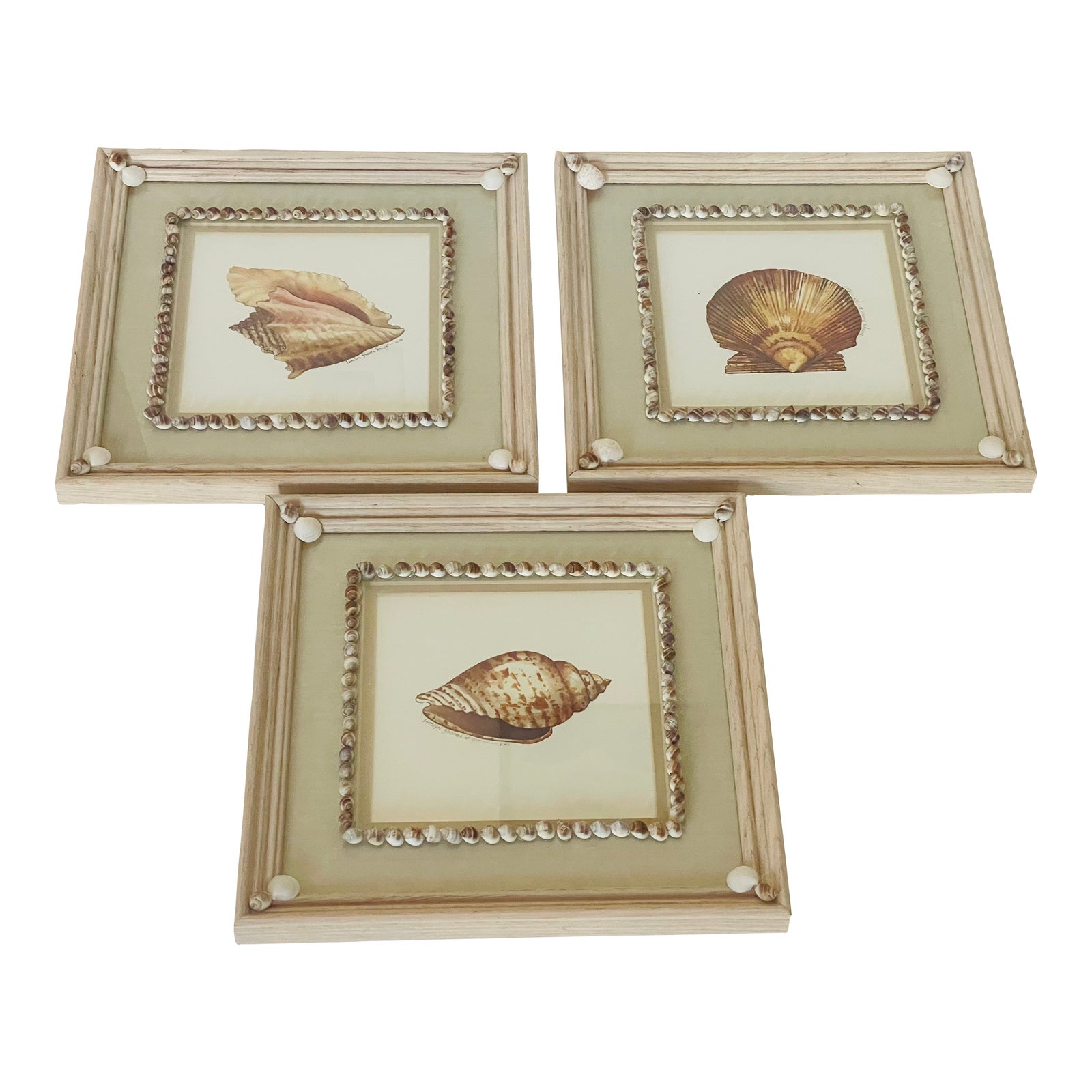 Vintage Sea Shell Framed Chromolithographs With Shell Encrusting Birder ...