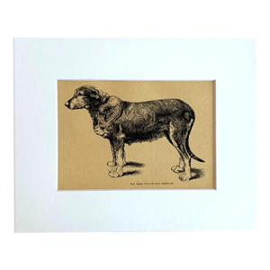Antique Dog Print in 8 x 10 Mat, ca. 1890: "The Irish Wolfhound Sheela"