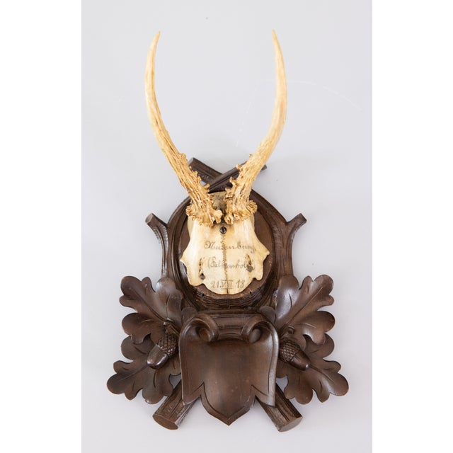 Brown Antique Black Forest Roe Deer Antlers Hunting Trophy 1918 Mount For Sale - Image 8 of 8