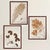 A striking tribute to the art of botanical collecting, this set of three large-scale framed specimens captures nature at...