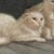 White Portrait of a Pair of White Cats, Antique Original Oil Painting, Attributed to Arthur Heyer, Late 19th/Early 20th C. For Sale - Image 8 of 11