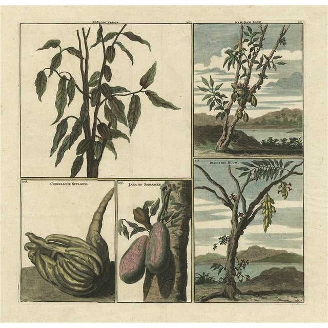 Early 18th Century Cornelis de Bruijn, Fruits from Asia Cocoa, Soursop Belimbing, Chinese Lemon, 1711, Print For Sale - Image 5 of 5