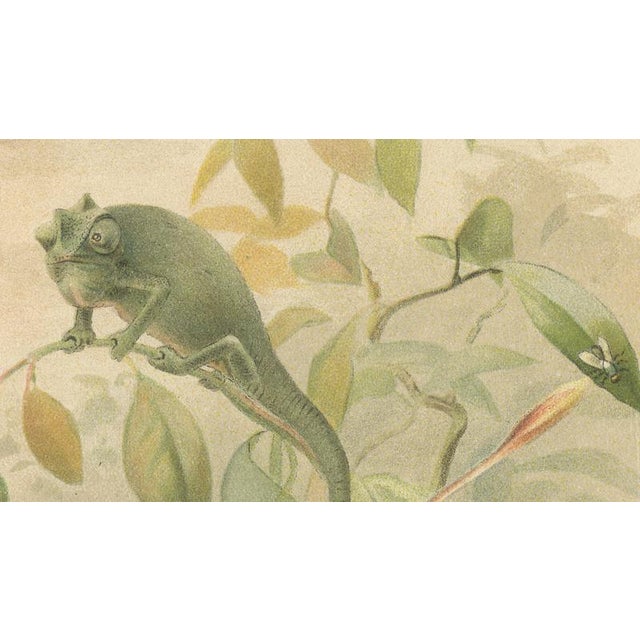 P. J. Smit, Chameleons in Tropical Foliage, 1895, Color Lithograph For Sale - Image 6 of 10