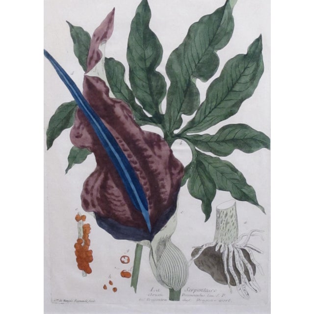 considered to be 'the most impressive botanical works of the period' by known art historian Anthony Blunt; new acid-free...