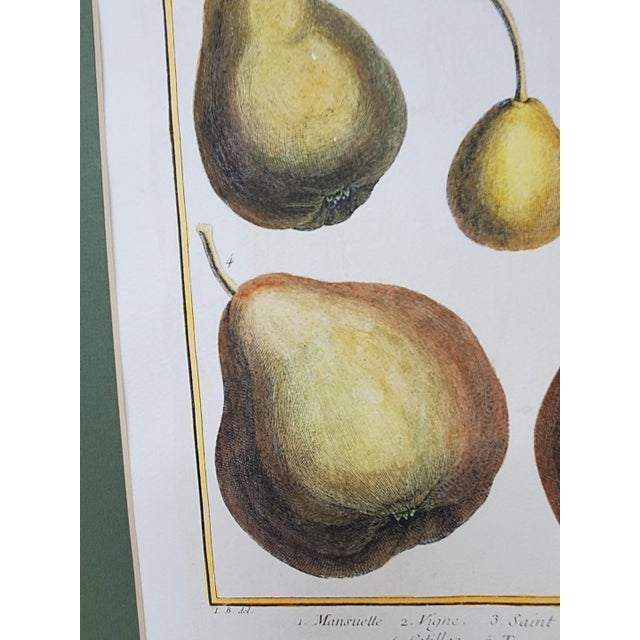 Vintage Hand Painted Botanical Lithograph Print Pears - Breant Sculp - L. B. Del - Matted For Sale - Image 9 of 13