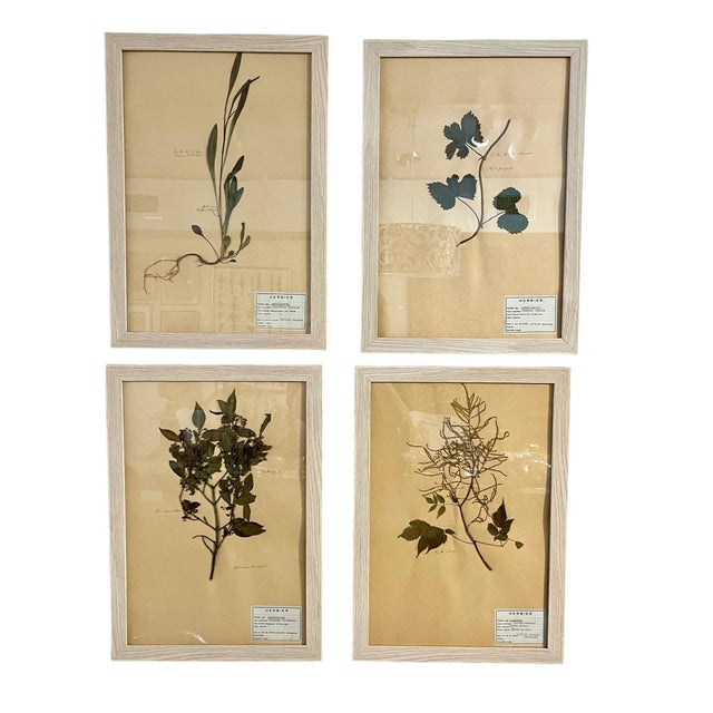 Vintage Set of 4 French Custom Framed Herbarium Botanical Specimens For Sale - Image 14 of 14