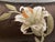A lumbar pillow cover with a Lily floral embroidered motif . Note the embroidery colors are in ivory, apricot, olive on...