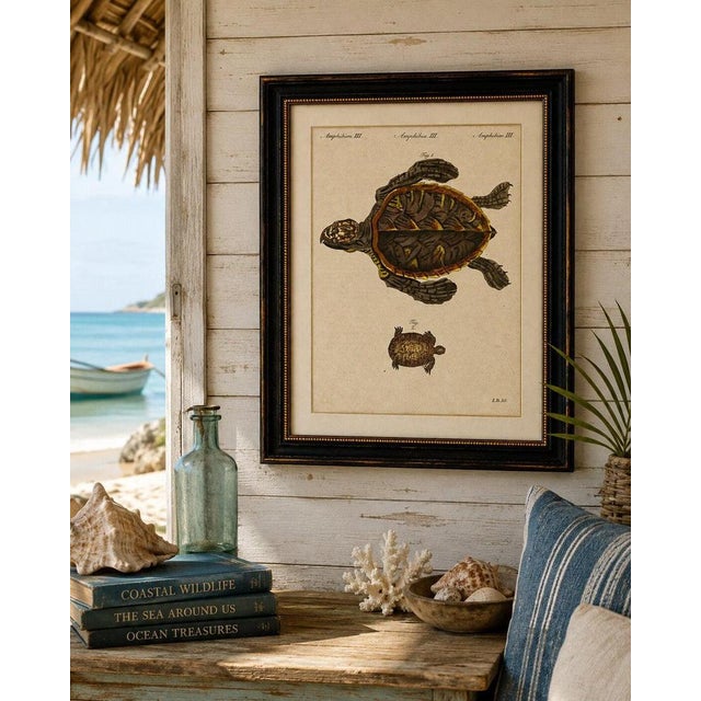 Paper Bertuch, Sea Turtle and Freshwater Turtle, 1790, Engraving For Sale - Image 7 of 9