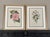 This beautiful set of 2 framed original vintage botanical wild flower prints of Rose Mallow and Wild Geranium were...