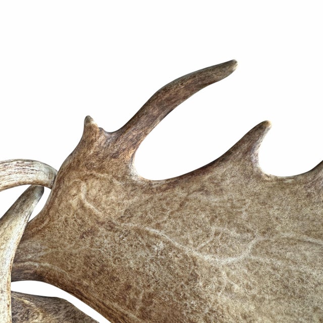 Swiss Black Forest Fallow Deer and Stag Antler Bowl For Sale - Image 12 of 12