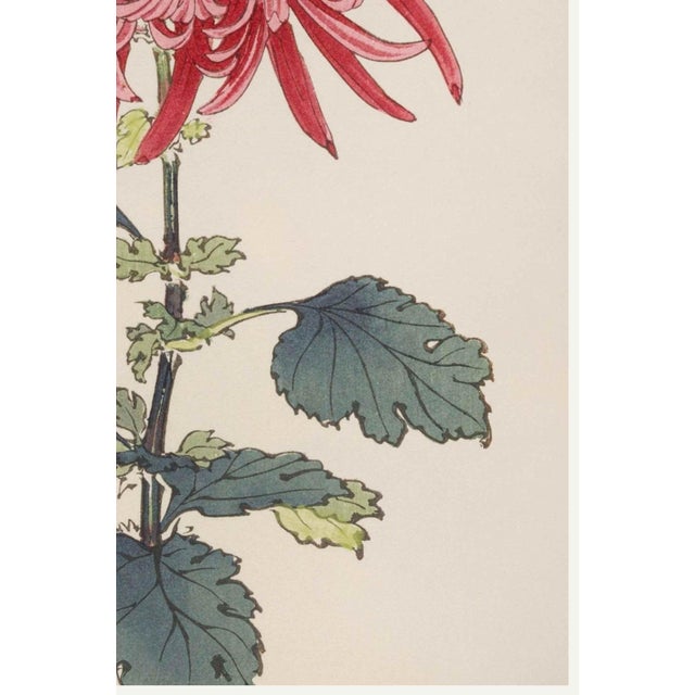 Not Yet Made - Made To Order Pink Chrysanthemum by Hasegawa, Vintage Japanese Botanical Art Print, 8" X 12" For Sale - Image 5 of 8
