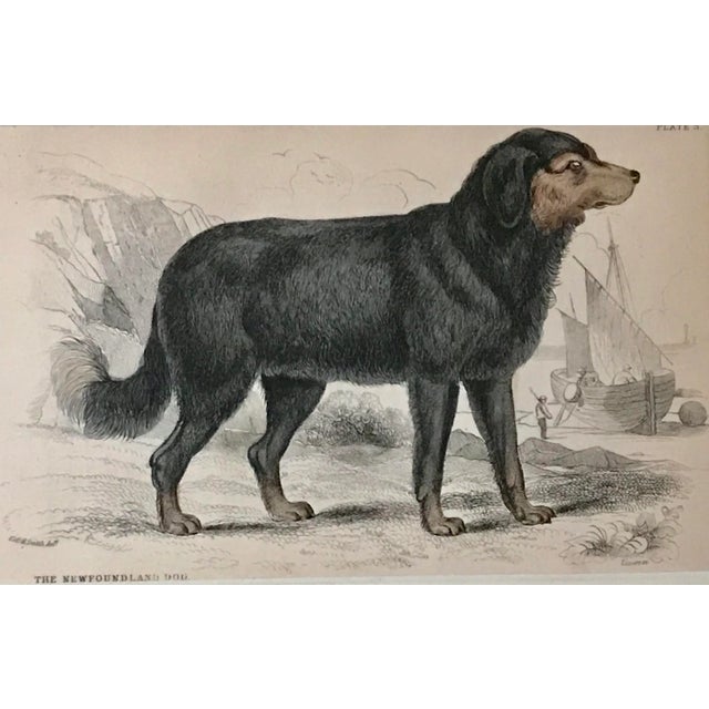English Antique Dog Print of a Newfoundland by Sir William Jardine London 1854 For Sale - Image 3 of 5