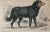 English Antique Dog Print of a Newfoundland by Sir William Jardine London 1854 For Sale - Image 3 of 5