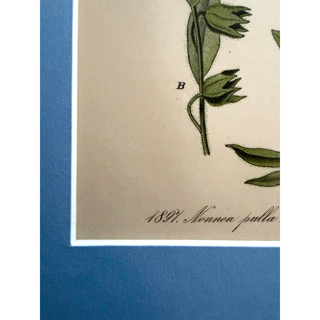 Printmaking Materials Pair of German 19th Century Botanical Prints - Hand Colored For Sale - Image 7 of 7