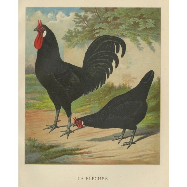Christian Förster, The Distinctive La Flèche Chicken, 1888, Lithograph, Print For Sale - Image 4 of 10