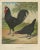 Christian Förster, The Distinctive La Flèche Chicken, 1888, Lithograph, Print For Sale - Image 4 of 10
