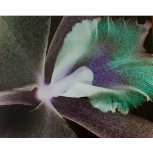 These photographic works by Carol Drobek are created without a camera in the darkroom. The actual objects--flowers/wings...