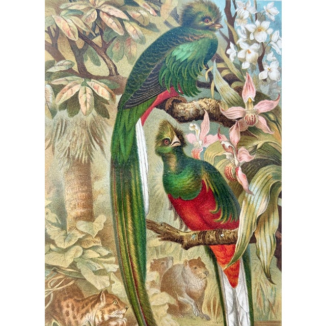 Victorian “Quesal” (Quetzal) Bird Chromolithograph, C. 1890s Natural History Print For Sale - Image 3 of 4