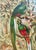 Victorian “Quesal” (Quetzal) Bird Chromolithograph, C. 1890s Natural History Print For Sale - Image 3 of 4