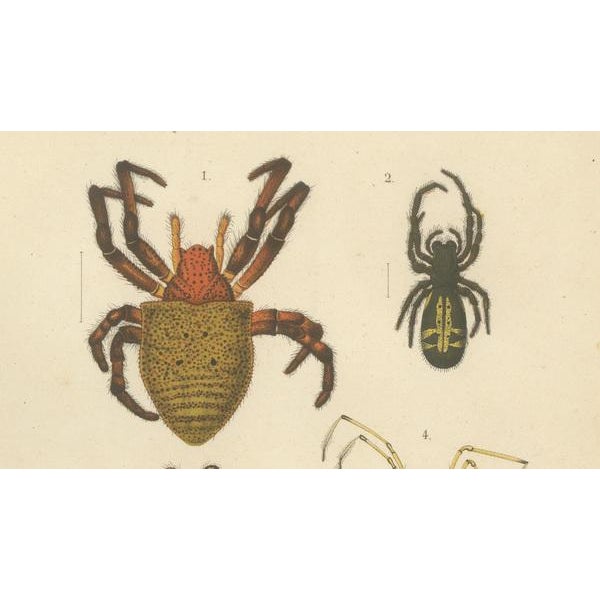 Sumatran Spiders Orb Weavers & Jumping Spiders, 1887, Paper For Sale - Image 3 of 10