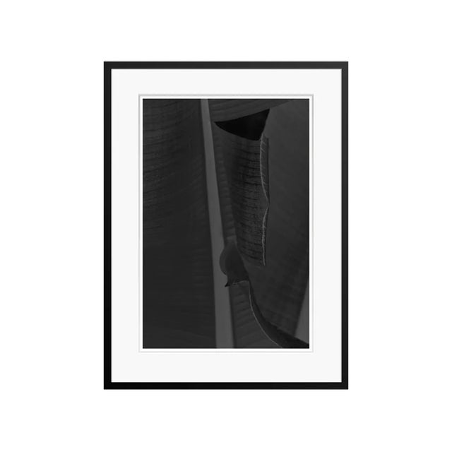 Stuart Möller, Black Leaf, 2020, Black and White Photograph For Sale