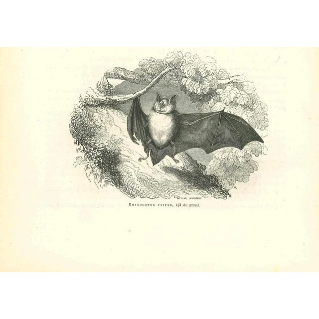 The Bat is an original lithograph on ivory-colored paper, realized by Paul Gervais (1816-1879). The artwork is from The...