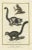 Antique print titled '1. The Vari 2. The Mongoose 3. The Lory'. Handcolored engraving of a Vari monkey, mongoose, and...