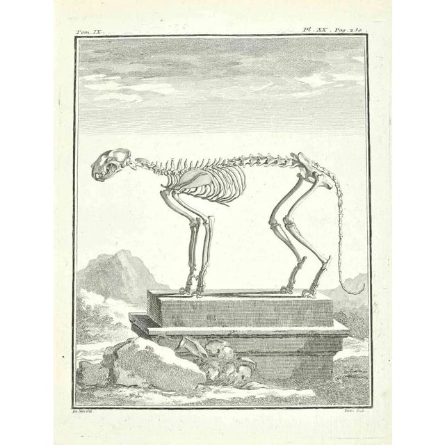 Skeleton is an etching realized in 1771 by Louis Legrand (1723-1807). Signed in flat. The Artwork Belongs to the Suite...