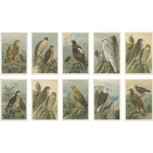 Birds of Prey, Eagles & Falcons, 1890s, Chromolithographs, Set of 10 For Sale - Image 13 of 13