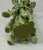Vintage Majolica Standing Bunch of Asparagus Tied With Bow For Sale - Image 4 of 4