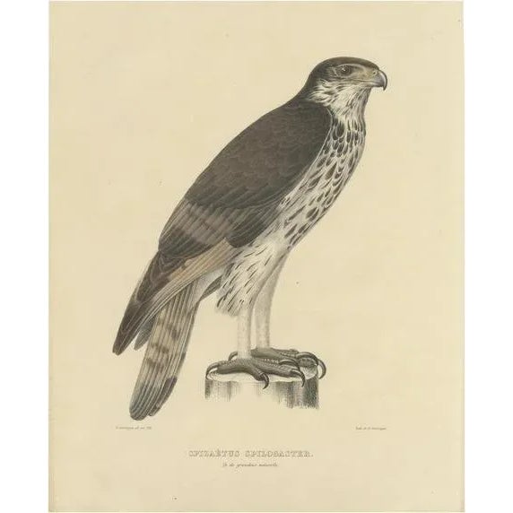 Severeyns, African Hawk-Eagle, 1850, Paper For Sale - Image 6 of 6