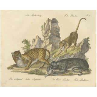 Karl Joseph Brodtmann, Leopard & Panther, 1816, Lithograph For Sale